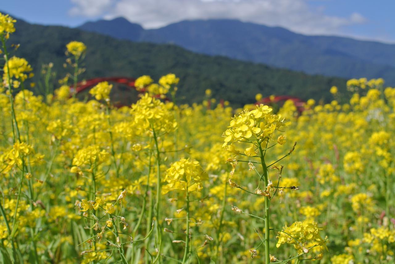 Pu Shi Homestay Yuli Exteriér fotografie